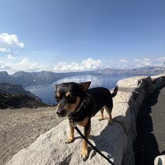 Forrest the dog on a rock wall above Crater Lake.
